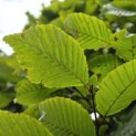 Carpinus betulus - Foto 2