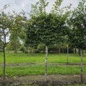 Carpinus betulus - Foto 3