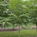Styrax japonicus - 3