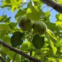Malus domestica 'Schone van Boskoop' - 3