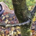 Carpinus betulus - 4