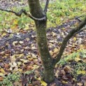Carpinus betulus - 3
