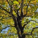Carpinus betulus - 5