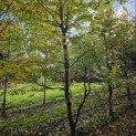 Carpinus betulus - oktober 2025