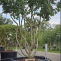 Parrotia persica - Foto 4