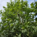 Platanus x Hispanica - Foto 3