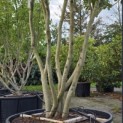 Parrotia persica - Foto 3