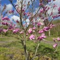 Magnolia 'Susan' - 3