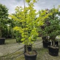 Gleditsia triacanthos ‘Sunburst' - Foto 1
