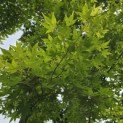 Acer palmatum - Foto 7