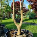 Acer palmatum 'Fireglow' - Afbeelding 1