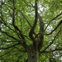 Fagus sylvatica - 4
