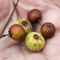Ziziphus 'Jujuba' - Foto 1