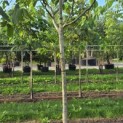 Juglans regia 'Cyril' - Foto 4
