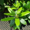 Rhododendron 'Catawbiense Grandiflorum' - Afbeelding 6