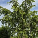 Taxus baccata dovastoniana 'Aurea Pendula' - 6
