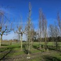 Carpinus 'frans fontaine' 968