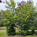 Fagus sylvatica - 2