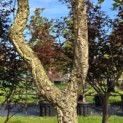 Quercus Suber - Foto 5