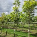 Carya illinoinensis 'Pawnee' - 3