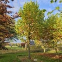 Platanus x hispanica - november 2024