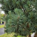 Pinus sylvestris 'Watereri' - 7