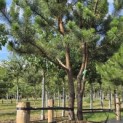 Pinus sylvestris - 3