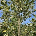 Liriodendron tulipifera 'Snowbird' - 4