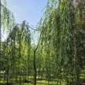 Salix x sepulcralis 'Chrysocoma' - 1