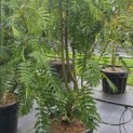 Sorbus 'Dodong' - Foto 1