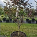 Acer palmatum 'Red Emperor' - Foto 1