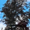 Fagus sylvatica 'Atropunicea' - Afbeelding 1000