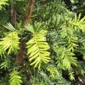 Taxus baccata - 3