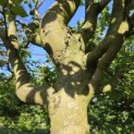 Carpinus betulus 'Frans Fontaine'   (Fastigiata) - 3