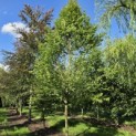 Carpinus betulus 'Frans Fontaine'   (Fastigiata) - 2