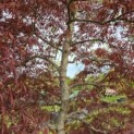 Acer palmatum 'Tamukeyama' - 3