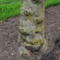 Platanus cultivar - Foto 2