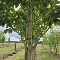 Magnolia 'Wada's Memory' - Foto 4