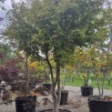 Acer palmatum - 2