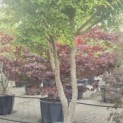 Acer palmatum - 1