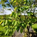 Amelanchier lamarckii - 1