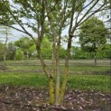 Magnolia 'Susan' - 6
