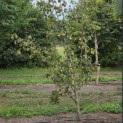 Pyrus c. 'Conference' - Foto 6