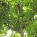 Platanus cultivar - Foto 2