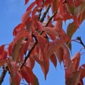 Prunus serrulata 'Ukon' - 1