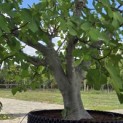 Ficus carica 'Brown Turkey' - 4