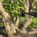 Heptacodium miconioides - 2