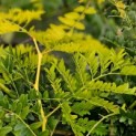 Gleditsia triacanthos ‘Sunburst' - Foto 1