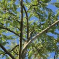 Rhus Typhina - 5