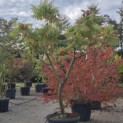 Rhus typhina 'Tiger Eyes' - 2